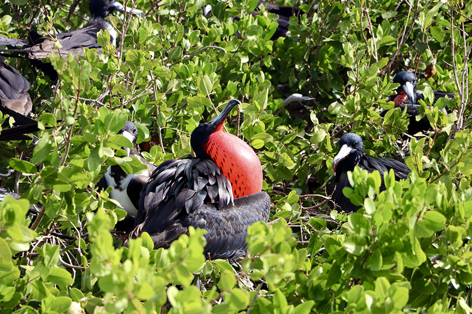 Birds in Barbuda island