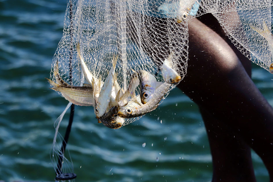 Fishing in Barbuda island