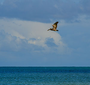Locate Barbuda Belle Luxury Beach Hotel